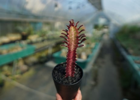 ユーフォルビア　紅彩雲閣　Euphorbia trigona f. rubra　No.2