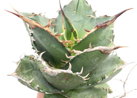 Agave titanota FO-76 compacta dwarf  no.６