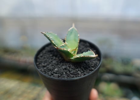 アガベ　チタノタ　FO-76　agave titanota  FO-76　No.6