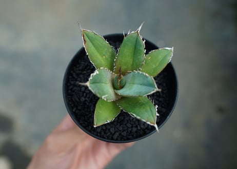 アガベ　チタノタ　FO-76　Agave titanota  FO-76　No.8