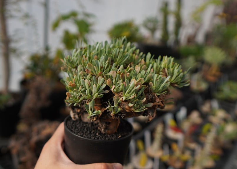 オトンナ・ユーフォルビオイデス Othonna euphorbioides No.12 | m