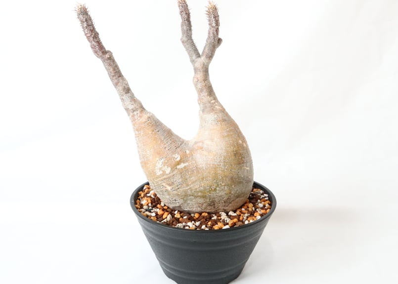 パキポディウムグラキリス　三頭株　発根済 パキポディウム グラキリス 発根済株 no3 | mana's farm:塊根植物