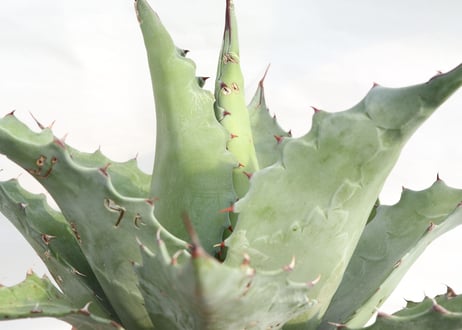 Agave ovatifolia Kelly Griffin selection