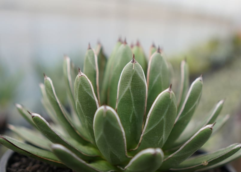 アガベ 雪嶺 アガベ ハイブリッド '雪嶺' Agave hybrid 'Formosa' 台湾ハイブリッド