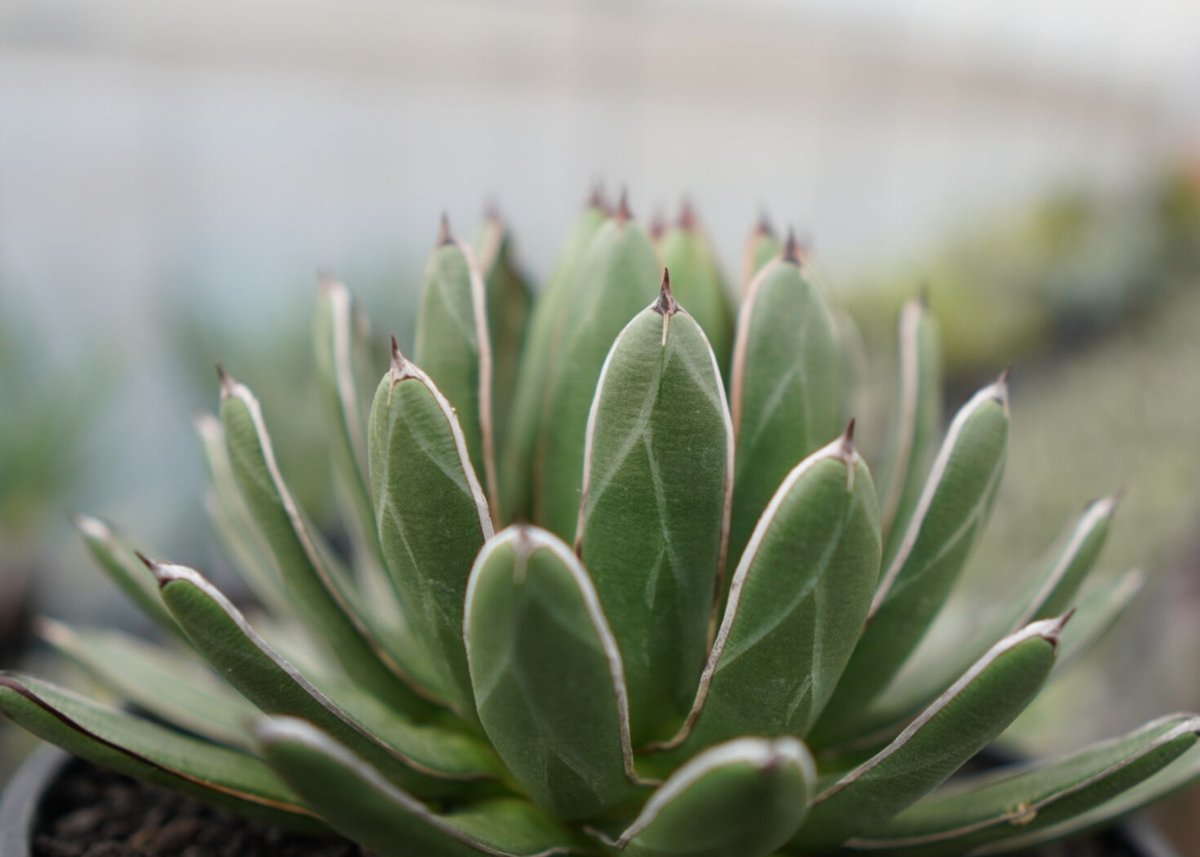 agave formosa '雪嶺' | mana's farm:塊根植物・アガベ・ドライガー