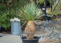 トリプルヘッドの超希少個体】ユッカ ロストラータ | mana's