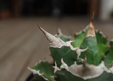 アガベ　チタノタ　白火焔　agave titanota white fire