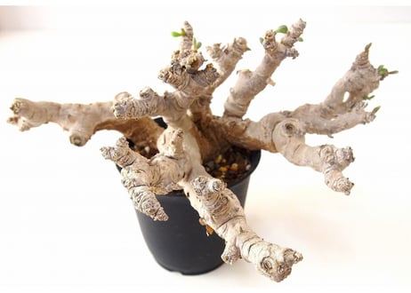 オトンナ クラビフォリア Othonna clavifolia 大株