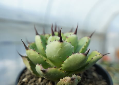 アガベ　マクロアカンサ×ポタトラム　 Agave macroacantha×potatorum　No.2