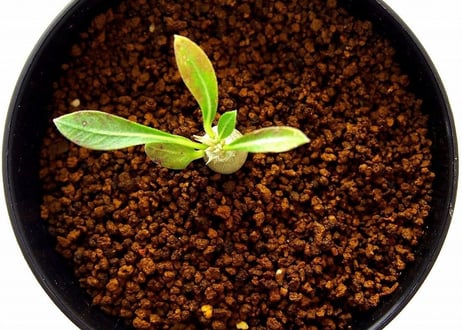 Pachypodium rosulatum var. horombense　パキポディウム ホロンベンセ　実生苗  №3