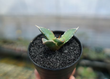 アガベ　チタノタ　FO-76　agave titanota  FO-76　No.6