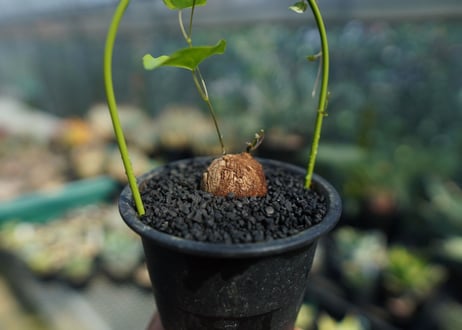 亀甲竜　Dioscorea elephantipes No.1