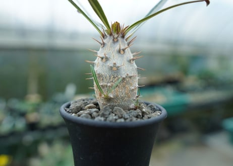 パキポディウム　カクチぺス　Pachypodium cactipes