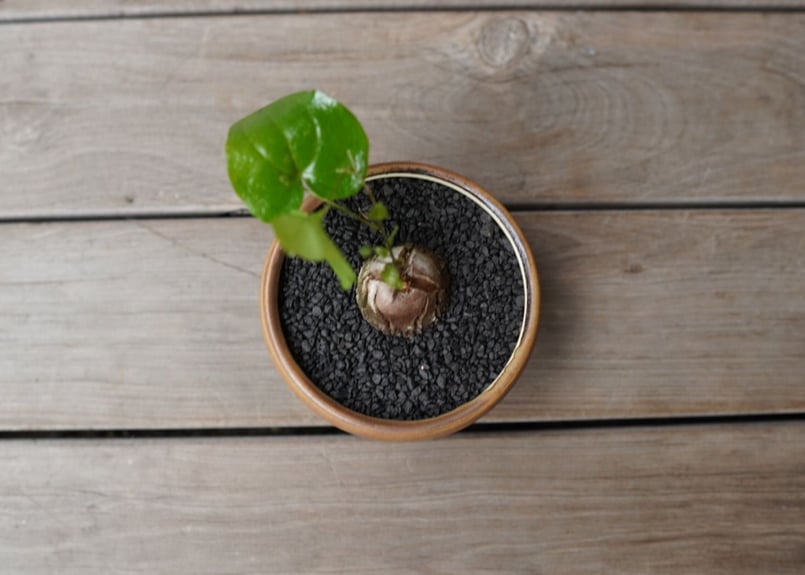 亀甲竜 ”塊根植物スターターセット” NO.1 | mana's farm:塊根植物