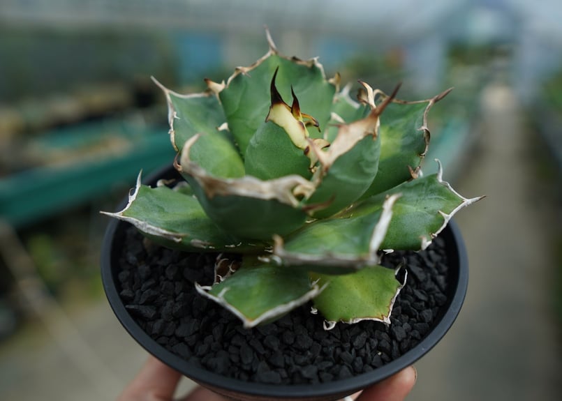 アガベ チタノタ 鬼爪雪峰 Agave titanota “Onitsume Yukimin...