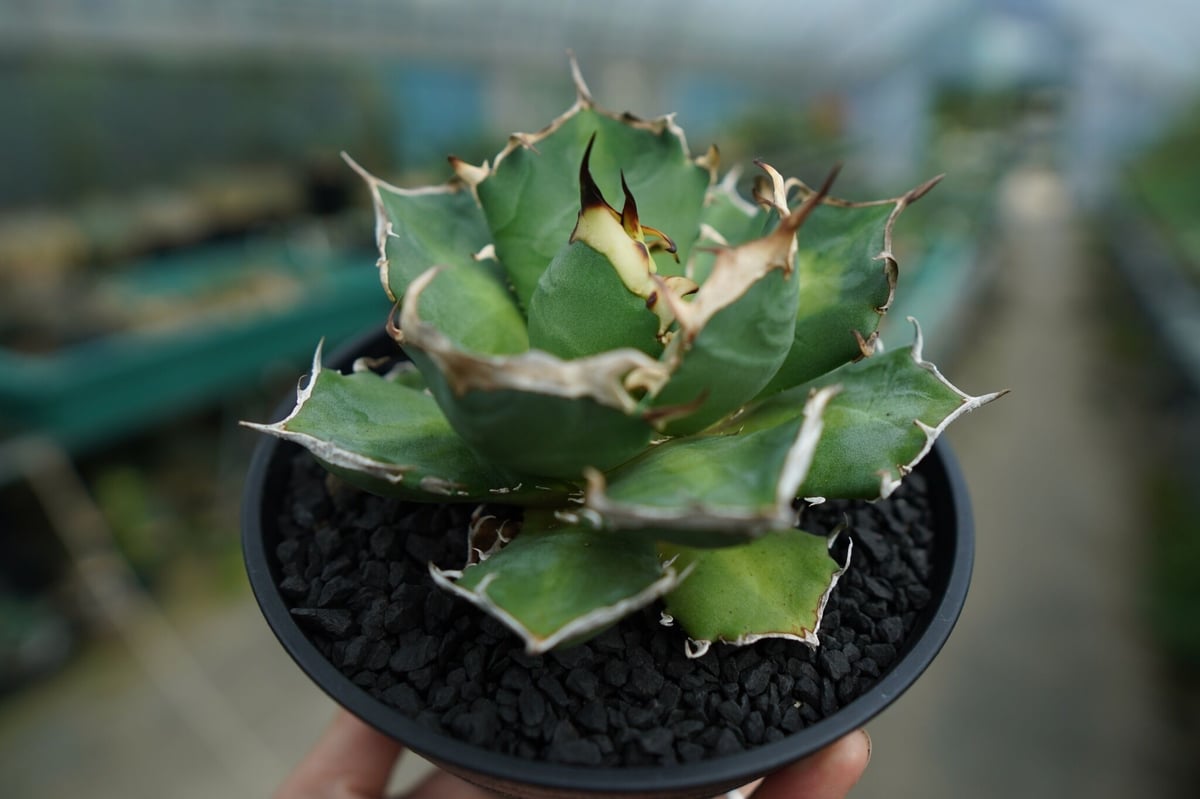 アガベ チタノタ 鬼爪雪峰 Agave titanota “Onitsume Yukimin