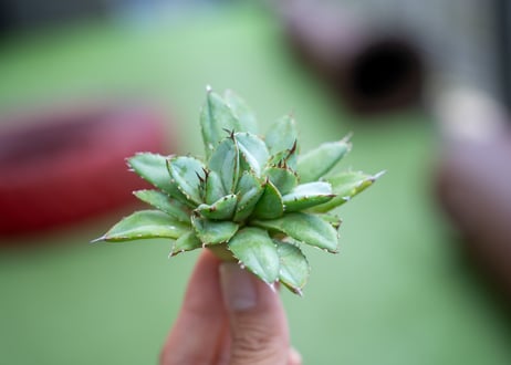 アガベ　フィリグリー　カキコ株