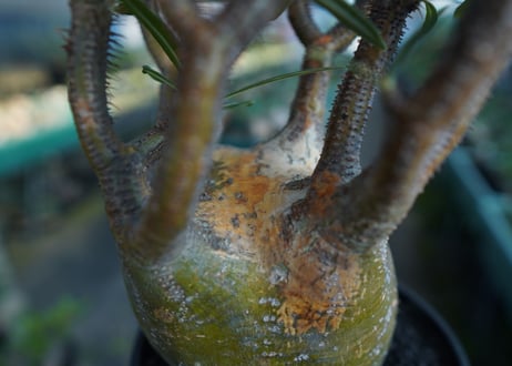 パキポディウム　グラキリス　 Pachypodium Gracilius  No.1