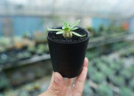 パキポディウム　恵比寿笑い　Pachypodium brevicaule　No.3