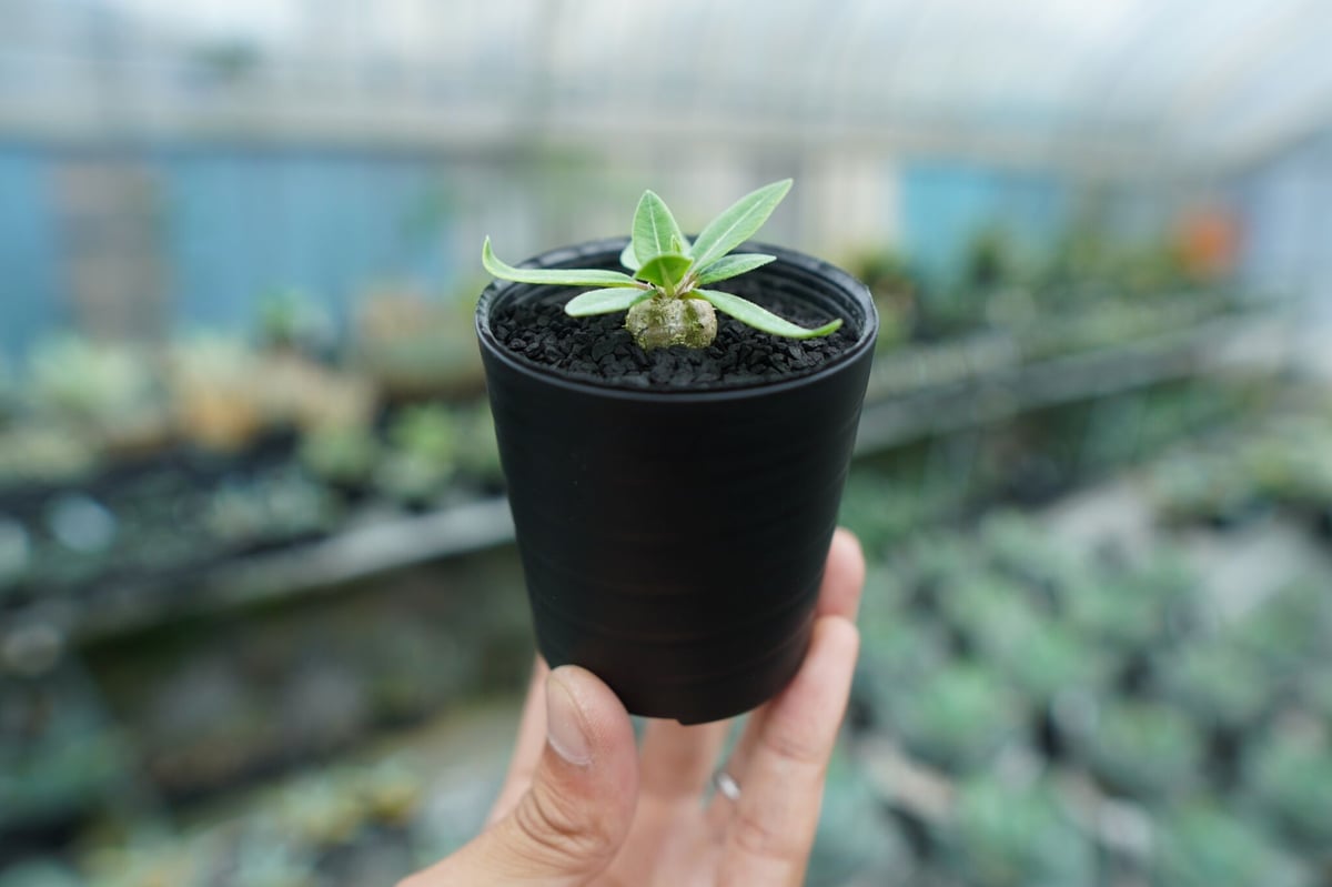 パキポディウム 恵比寿笑い Pachypodium brevicaule No.3 | man
