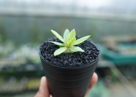 パキポディウム　恵比寿笑い　Pachypodium brevicaule　No.4