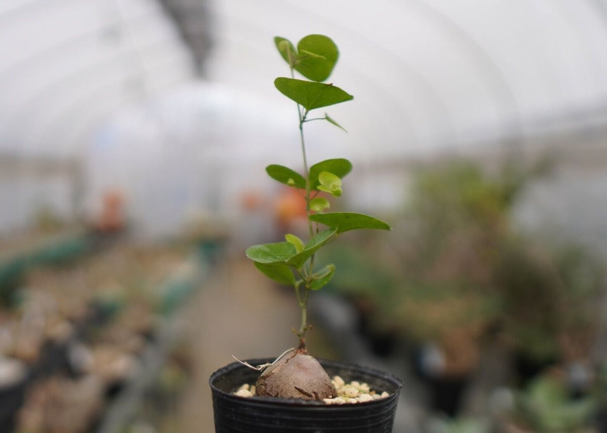 亀甲竜 | mana's farm:塊根植物・アガベ・ドライガーデン植物販売|マナ