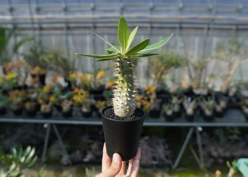 パキポディウム ホロンベンセ Pachypodium horombense | mana's