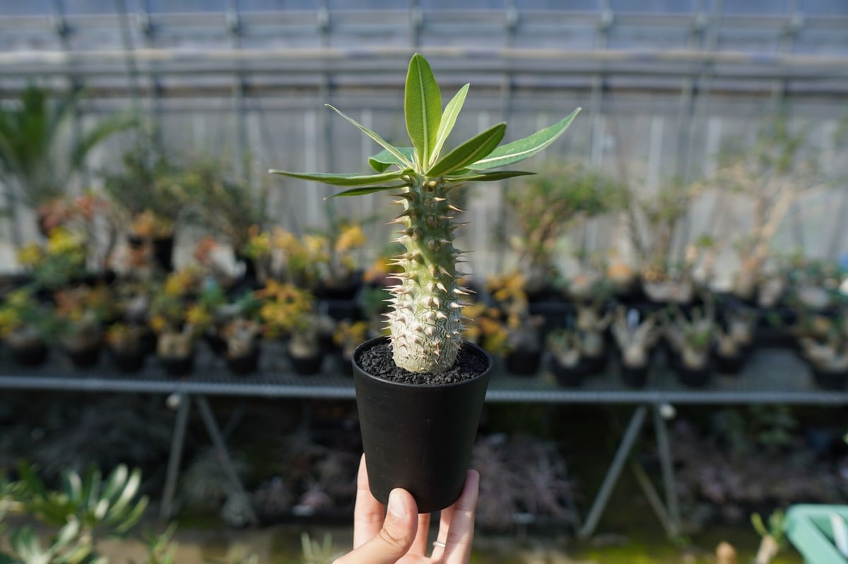 パキポディウム ホロンベンセ Pachypodium horombense | mana's