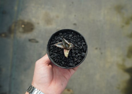 アガベ　チタノタ　 ブラックアンドブルー 　Agave titanota black and blue　No.2