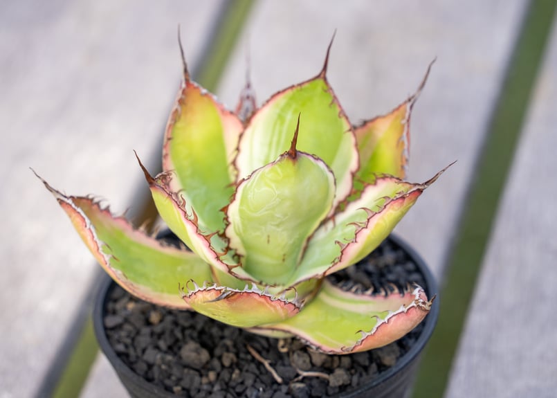 アガベ ボビコルヌータ 斑入り | mana's farm:塊根植物・アガベ