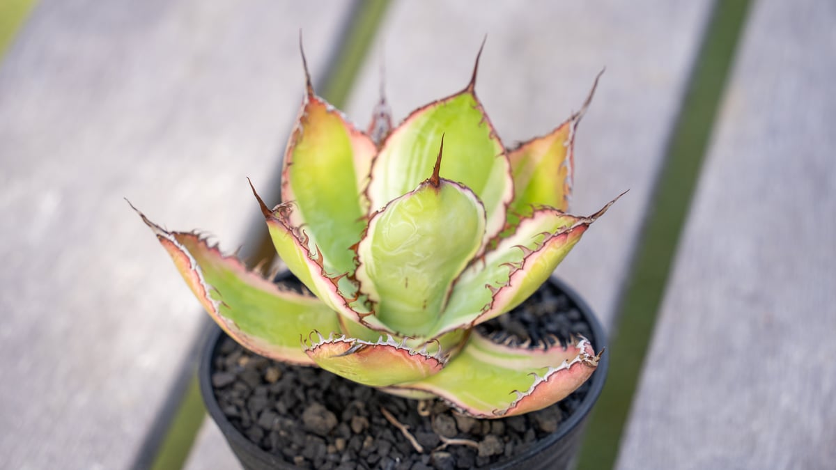 アガベ ボビコルヌータ 斑入り | mana's farm:塊根植物・アガベ