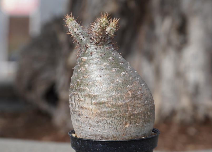 パキポディウム グラキリス No.8 | mana's farm:塊根植物・アガベ