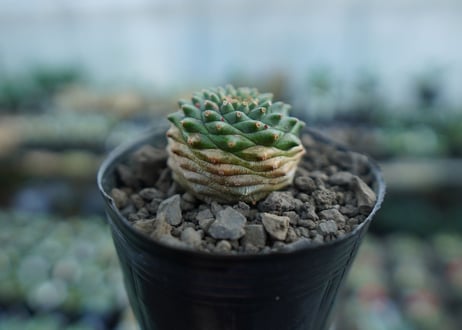 ユーフォルビア　オベサ×鉄甲丸　Euphorbia obesa×bupleurifolia