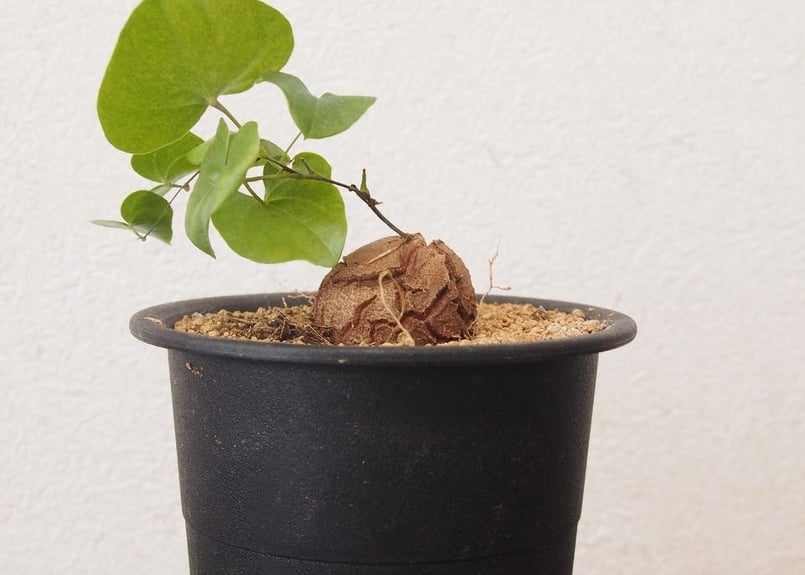 亀甲竜 ディオスコレア エレファンティペス dioscorea elephantipes no