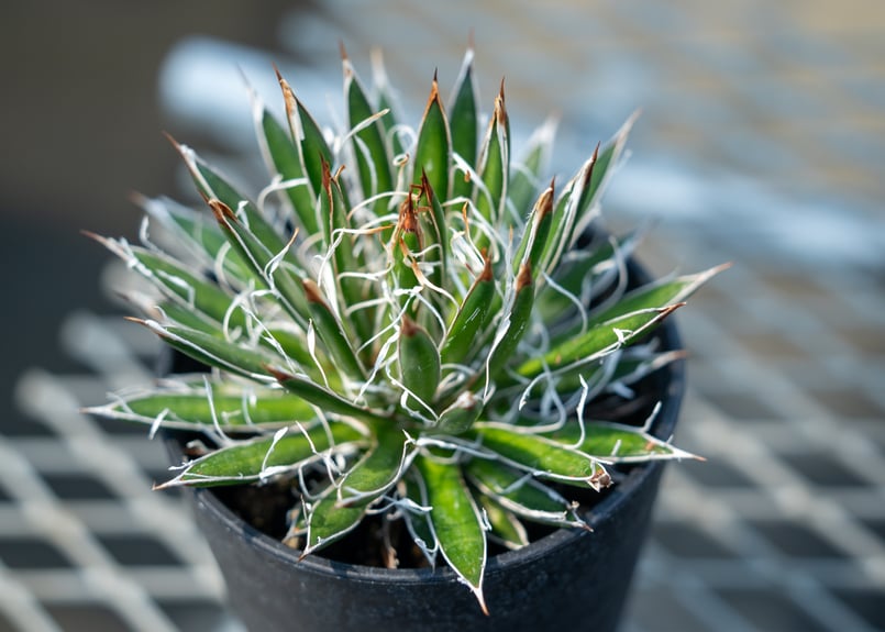 アガベ フィリフェラ シディゲラ agave filifera ssp. schidigera