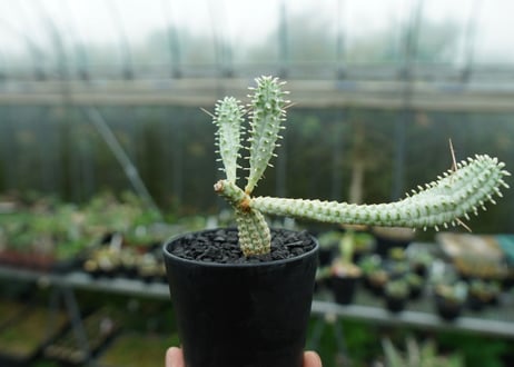 ユーフォルビア　ミルクトロン　Euphorbia mammillaris cv. variegat