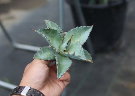 Agave titanota x margaritae
