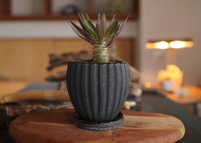 パキポディウム・ロスラーツム ドラケイ 2頭 Pachypodium rosulatum va