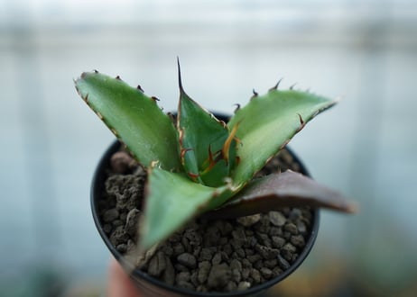 アガベ　チタノタ　ハデス　Agave titanota Hades