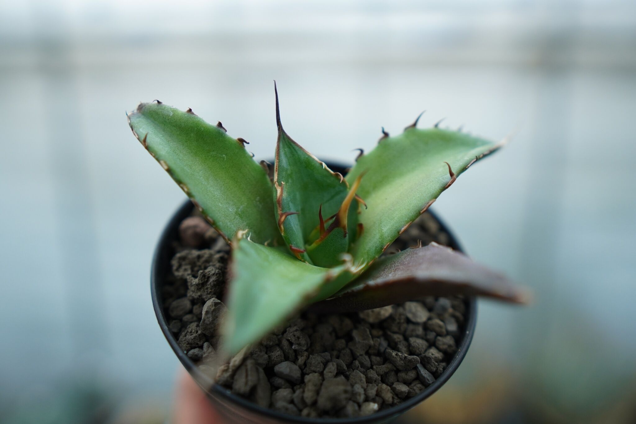 アガベ チタノタ ハデス Agave titanota Hades | mana's farm