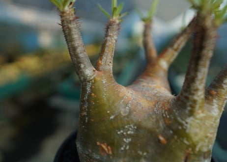 パキポディウム　グラキリス　 Pachypodium Gracilius  No.2