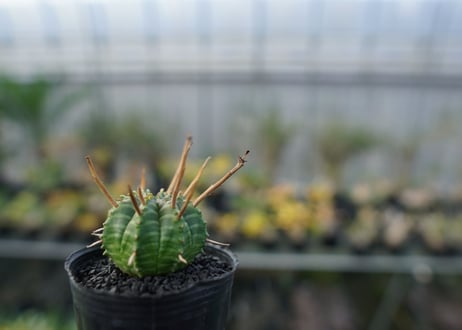 ユーフォルビア　スーパーバリダ　Euphorbia super valida  No.3