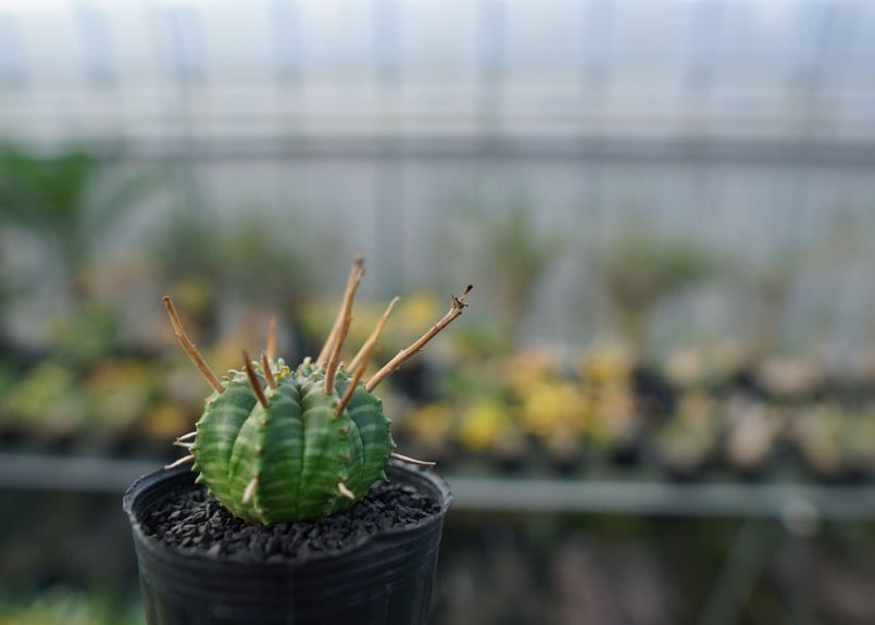 ユーフォルビア スーパーバリダ Euphorbia super valida No.3 |