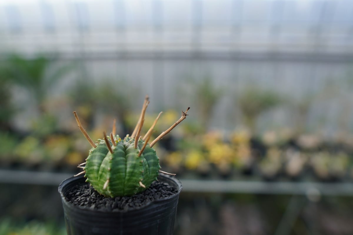ユーフォルビア スーパーバリダ Euphorbia super valida No.3 |