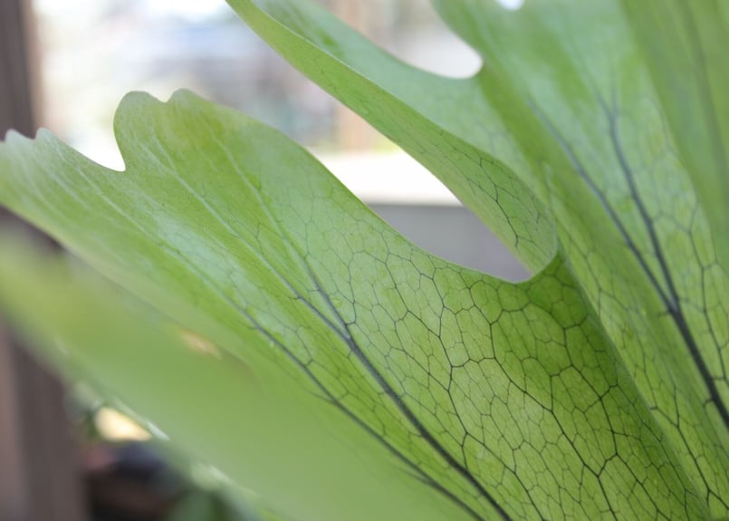 ビカクシダ グランデ《1》 | mana's farm:塊根植物・アガベ・ドライ