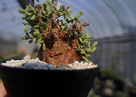 ケラリア ピグマエア Ceraria pygmaea  No.2