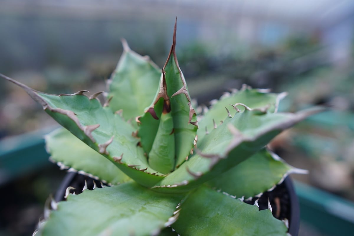 アガベ チタノタ 夕映厳龍 Agave titanota ”solareclipse