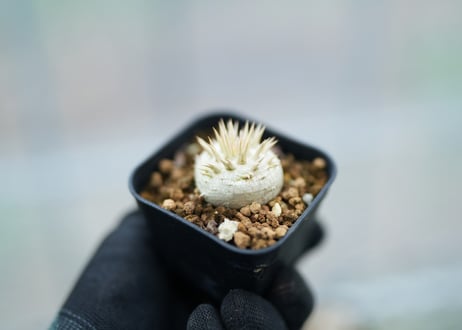 パキポディウム　レウコキサンツム　沖縄実生　No.2