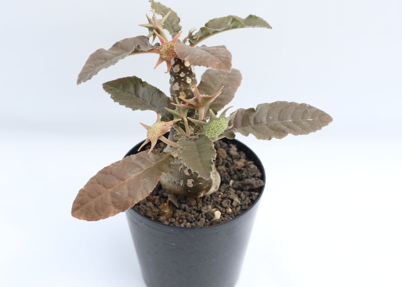 ドルステニア フォエチダ | mana's farm:塊根植物・アガベ・ドライ