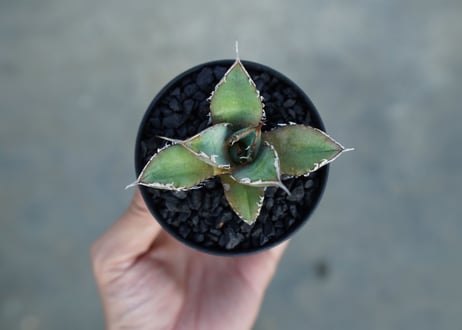 アガベ　チタノタ　FO-76 Agave titanota FO-76